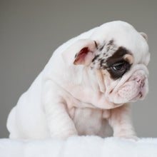 TRUFFLE - $3,000