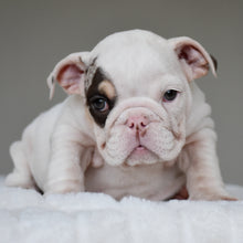 TRUFFLE - $3,000