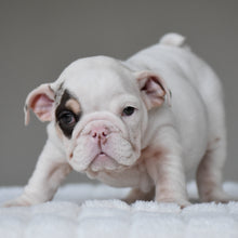 TRUFFLE - $3,000