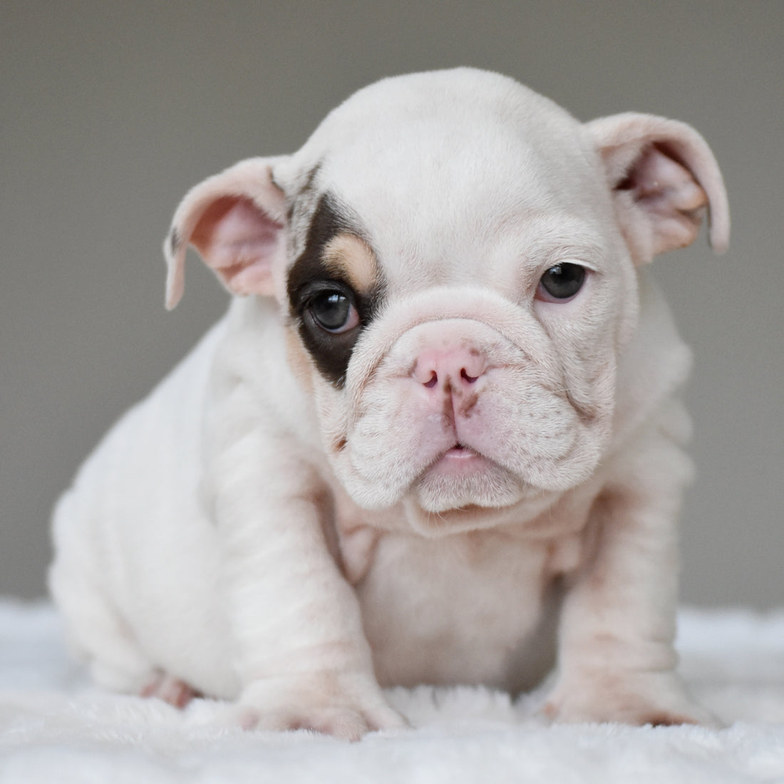 TRUFFLE - $3,000