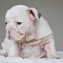 TRUFFLE - $3,000