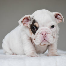 TRUFFLE - $3,000