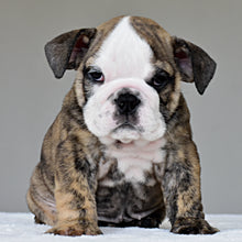 VICO- $3,000