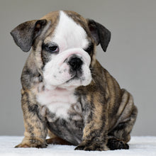 VICO- $3,000