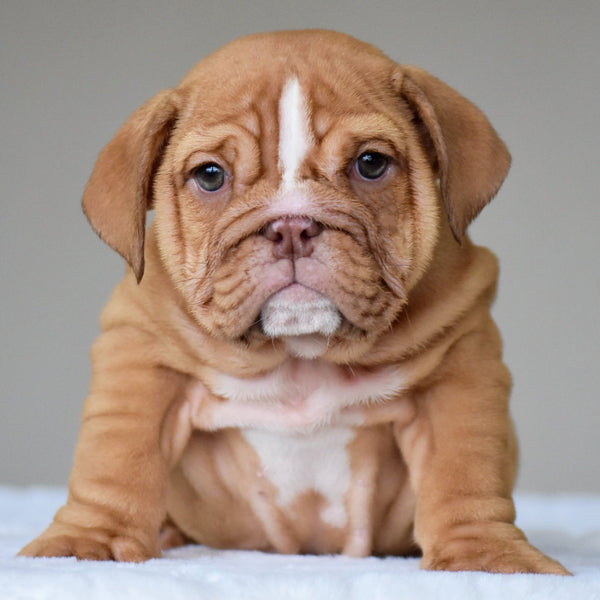 ALMA - $3,000 - WB English Bulldogs