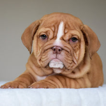 ALMA - $3,000 - WB English Bulldogs