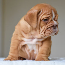 ALMA - $3,000 - WB English Bulldogs