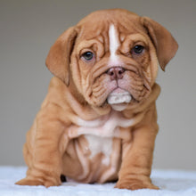 ALMA - $3,000 - WB English Bulldogs