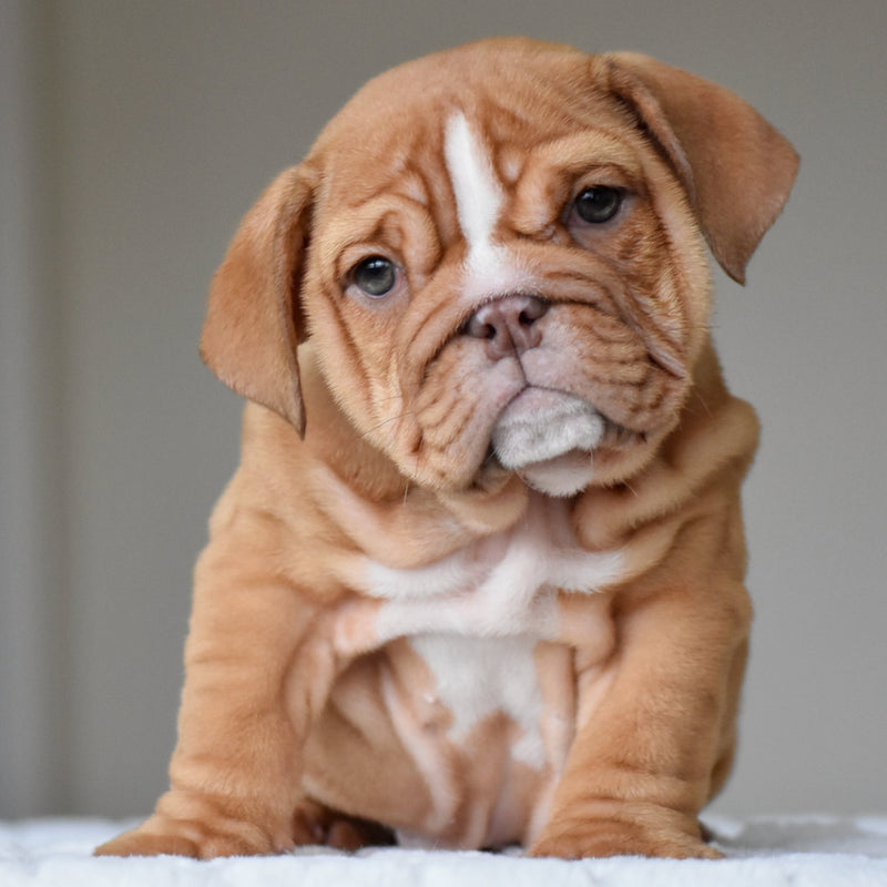 ALMA - $3,000 - WB English Bulldogs
