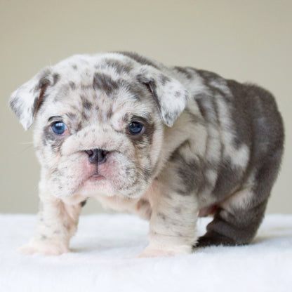 ANDRE (BOY) - WB English Bulldogs