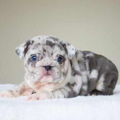 ANDRE (BOY) - WB English Bulldogs