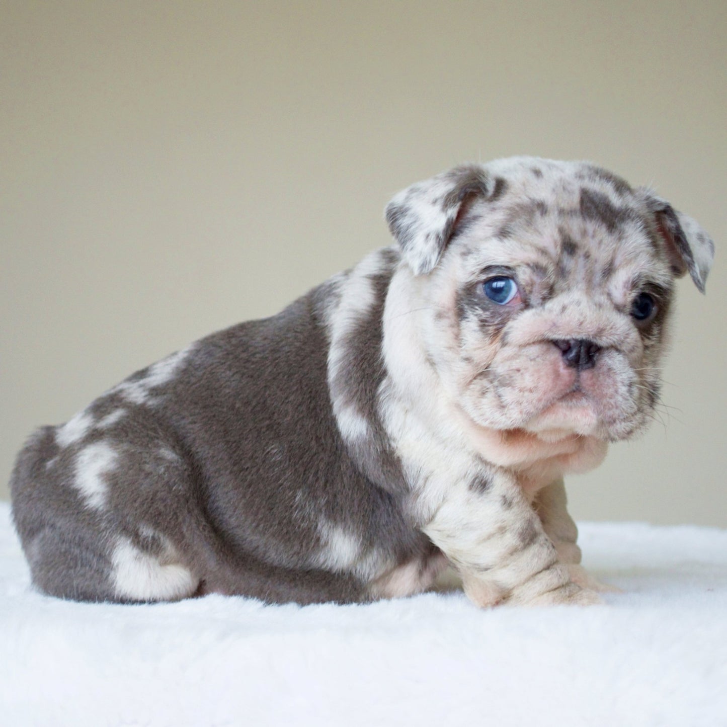 ANDRE (BOY) - WB English Bulldogs