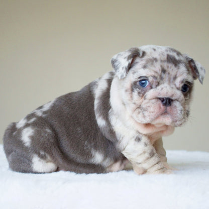 ANDRE (BOY) - WB English Bulldogs