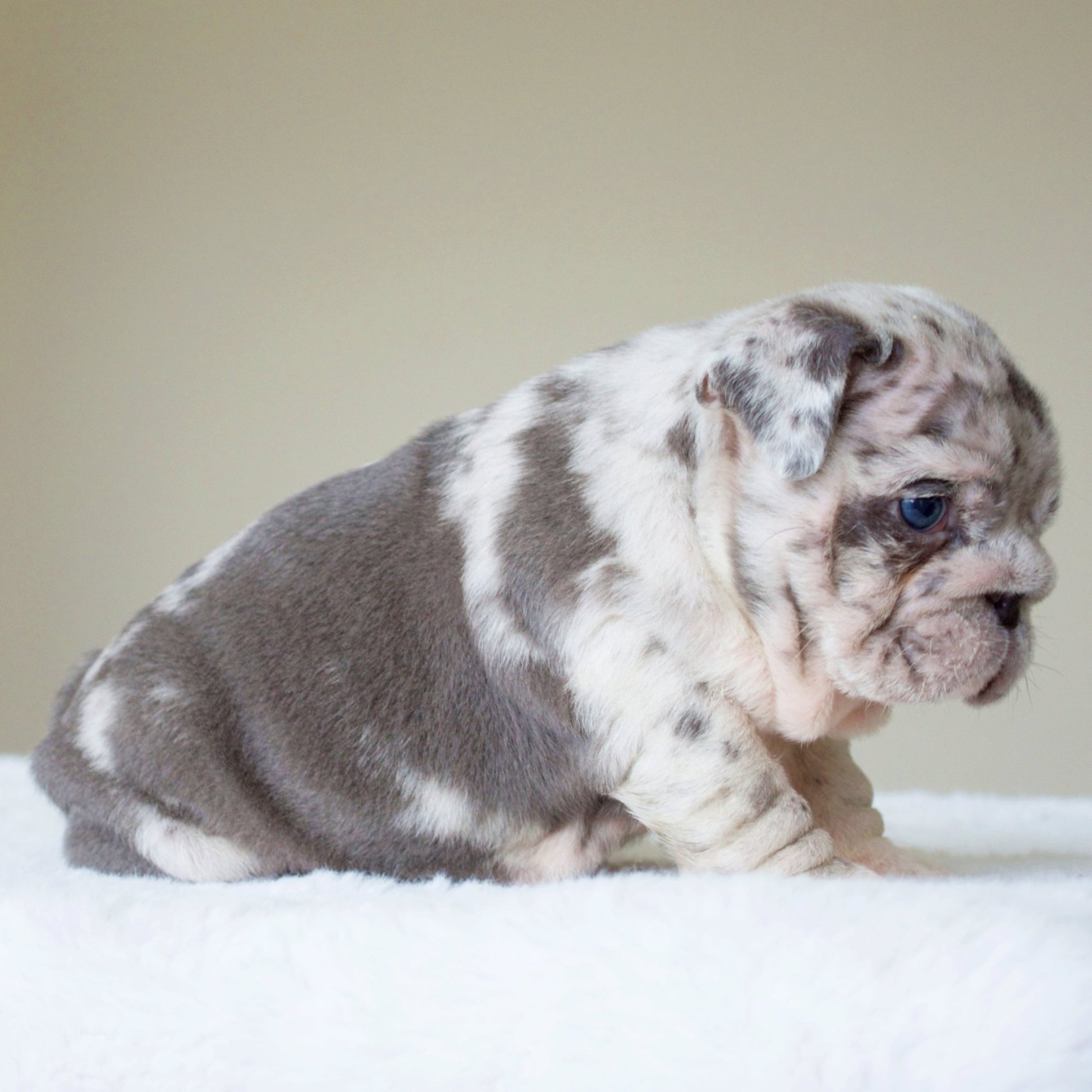 ANDRE (BOY) - WB English Bulldogs