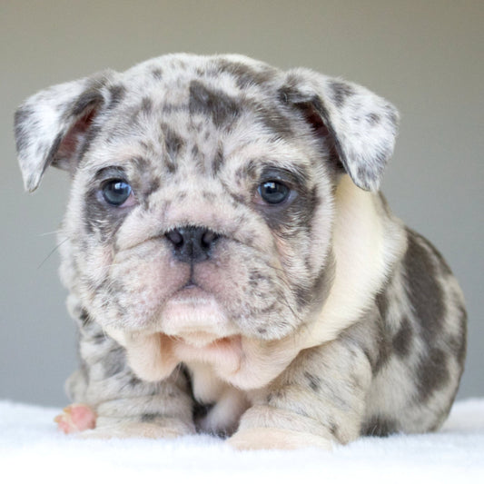 ANDRE (BOY) - WB English Bulldogs