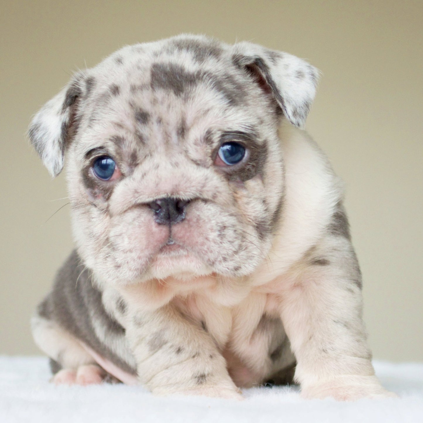 ANDRE (BOY) - WB English Bulldogs