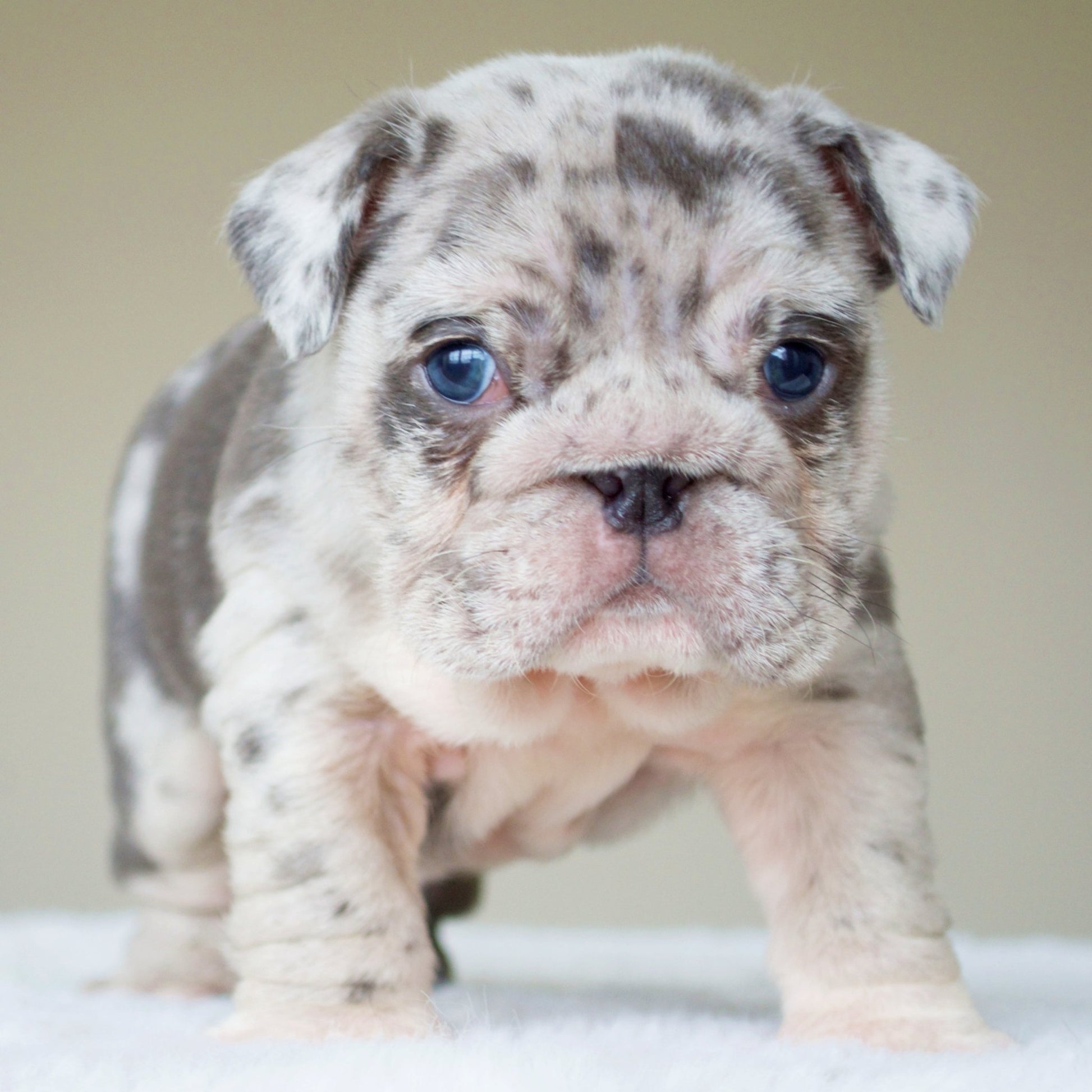 ANDRE (BOY) - WB English Bulldogs