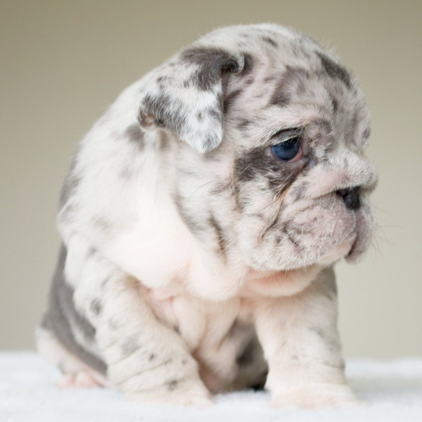 ANDRE (BOY) - WB English Bulldogs