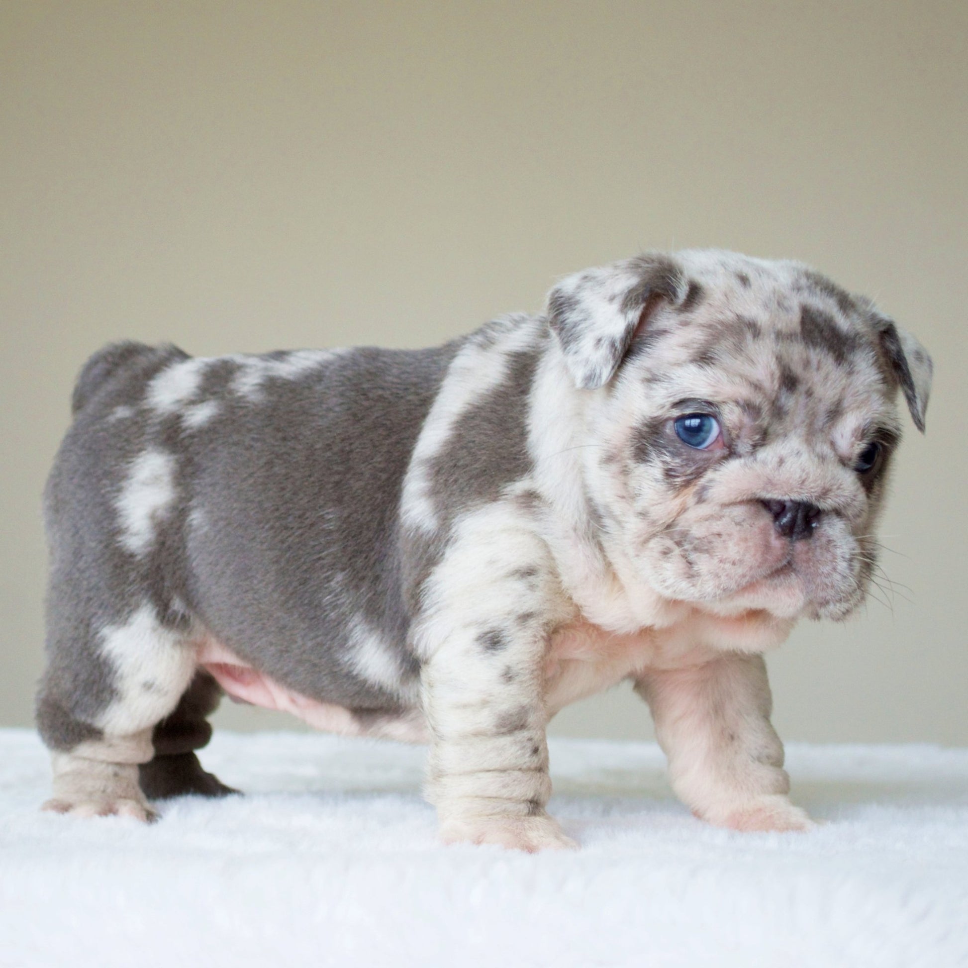 ANDRE (BOY) - WB English Bulldogs