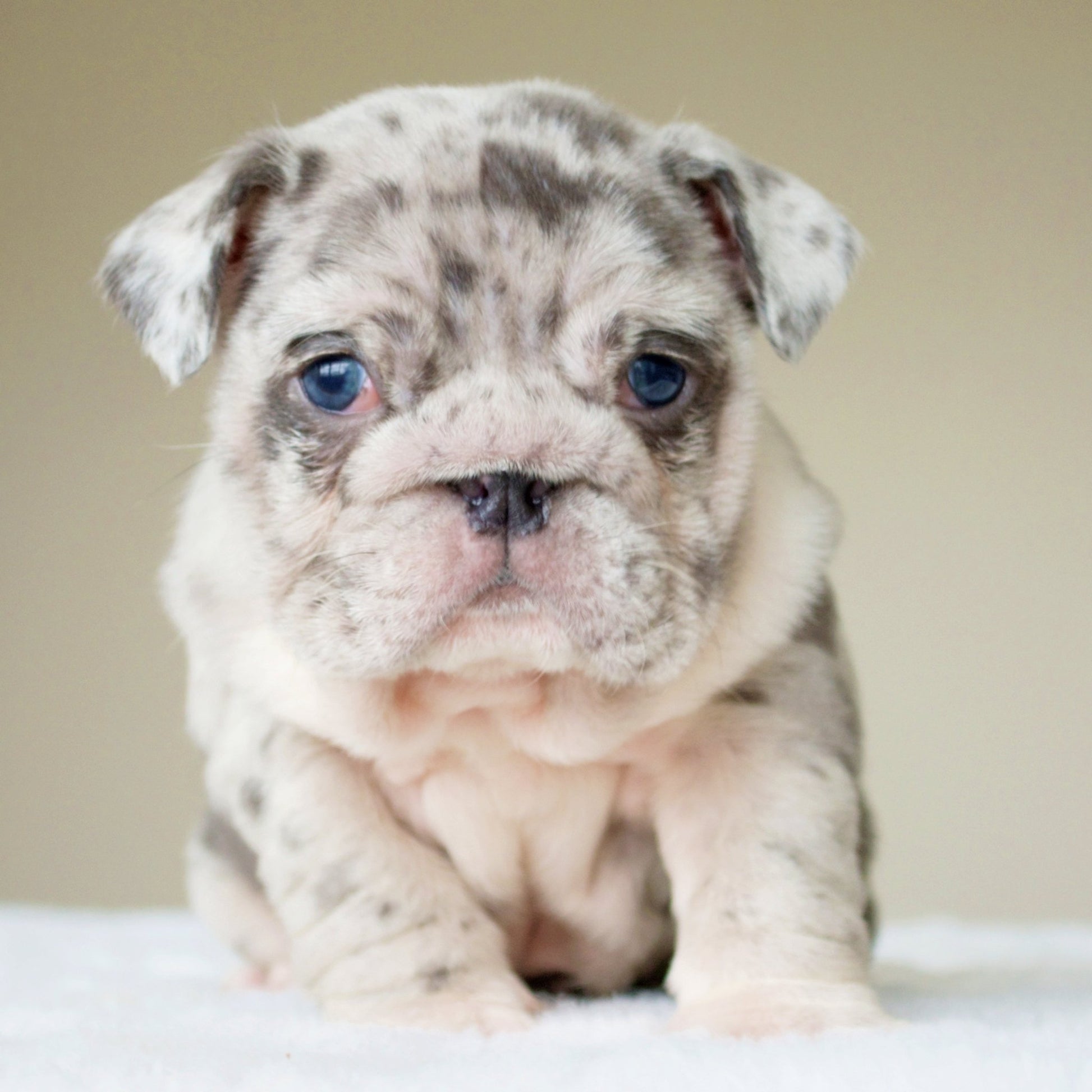 ANDRE (BOY) - WB English Bulldogs