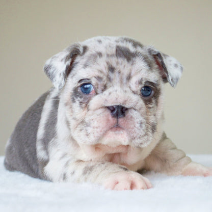 ANDRE (BOY) - WB English Bulldogs