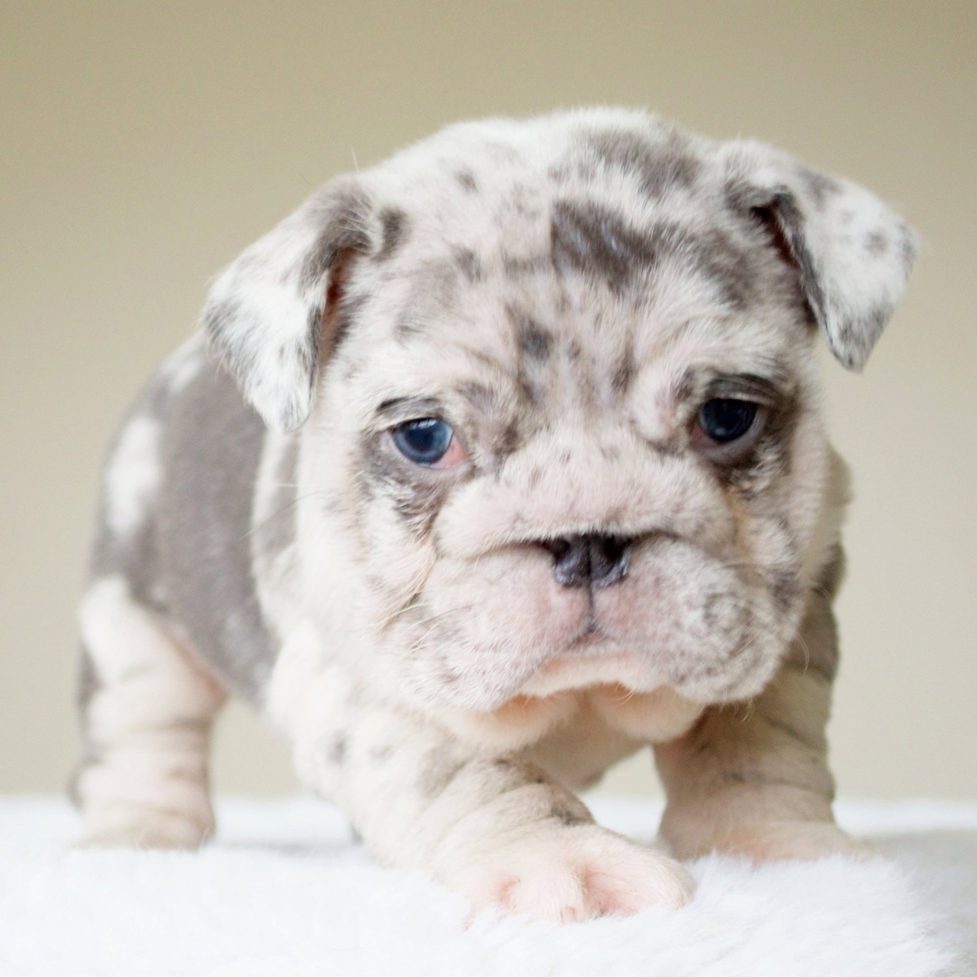 ANDRE (BOY) - WB English Bulldogs