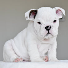 APOLLO - $3,000 - WB English Bulldogs