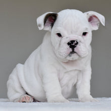 APOLLO - $3,000 - WB English Bulldogs
