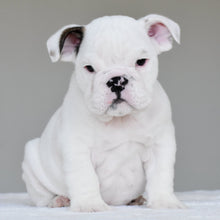 APOLLO - $3,000 - WB English Bulldogs