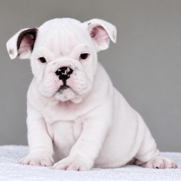 APOLLO - $3,000 - WB English Bulldogs