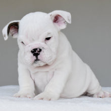 APOLLO - $3,000 - WB English Bulldogs