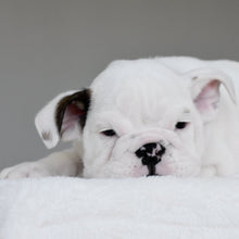 APOLLO - $3,000 - WB English Bulldogs