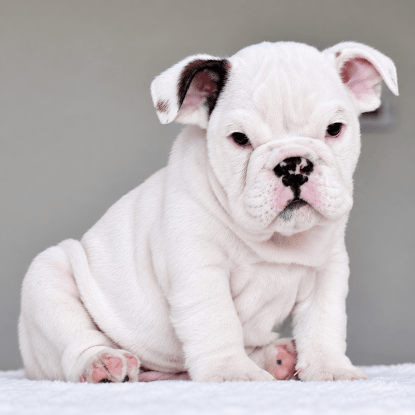 APOLLO - $3,000 - WB English Bulldogs