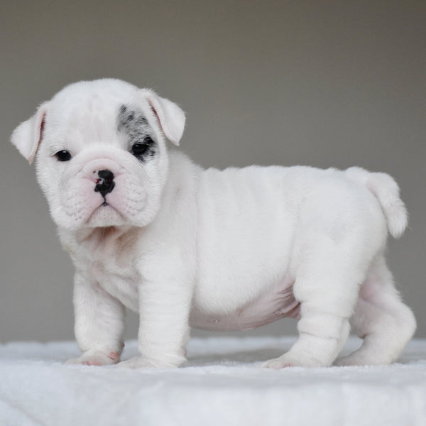 ARTHUR - $3,000 - WB English Bulldogs