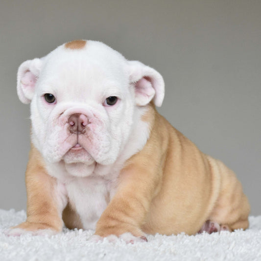 ATLAS (Boy) - WB English Bulldogs