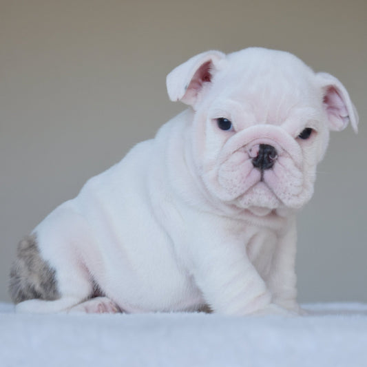 ATLAS (Boy) - WB English Bulldogs