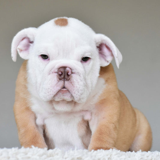 ATLAS (Boy) - WB English Bulldogs