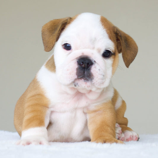 AVA (Girl) - WB English Bulldogs