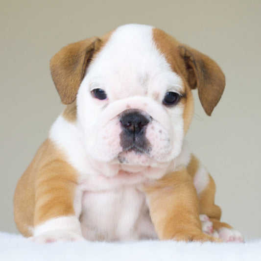 AVA (Girl) - WB English Bulldogs