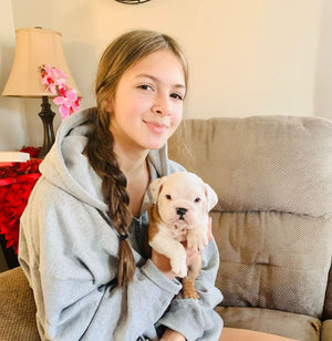 English Bulldog Puppies for Sale | WB English Bulldogs