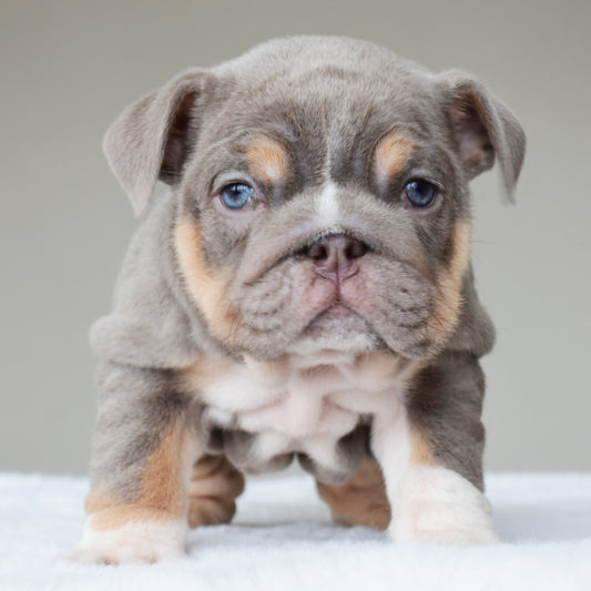 BELLE (Girl) - WB English Bulldogs