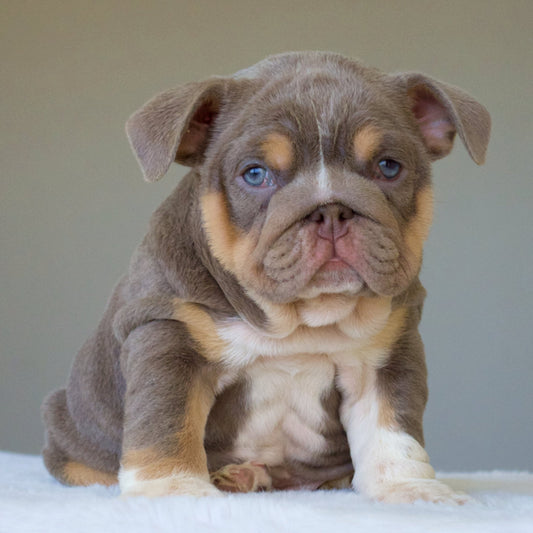 BELLE (Girl) - WB English Bulldogs