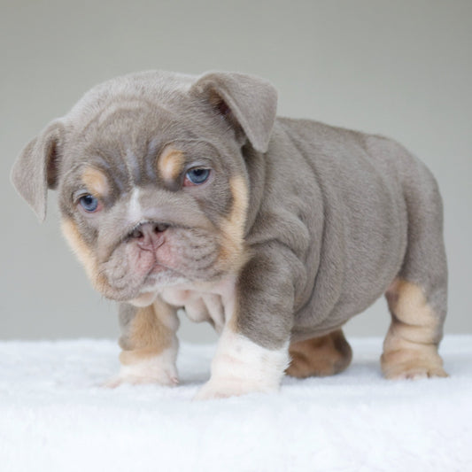 BELLE (Girl) - WB English Bulldogs