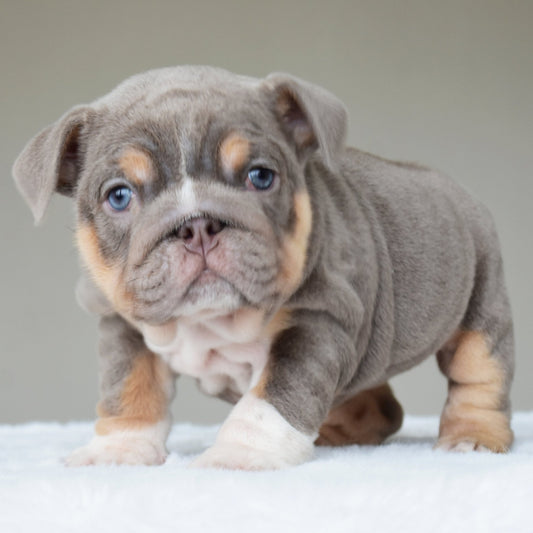 BELLE (Girl) - WB English Bulldogs