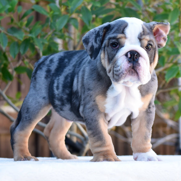BENTLEY - $3,000 - WB English Bulldogs