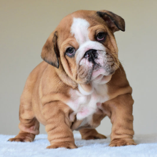 💎 BENTLEY - WB English Bulldogs