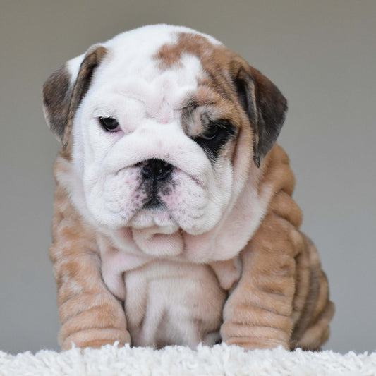 BOMBOM (Girl) - WB English Bulldogs