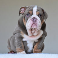 💎 BOSS - WB English Bulldogs