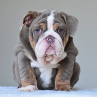 💎 BOSS - WB English Bulldogs