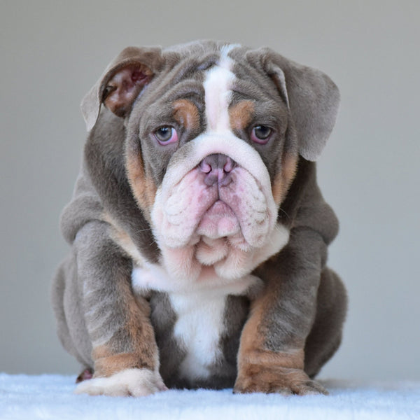 💎 BOSS - WB English Bulldogs